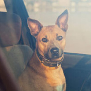 Dog Left in Hot Car Dies, Owner Arrested