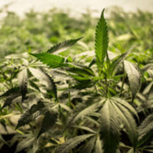 Burning Marijuana Plants Draws Attention to Indian River County Home